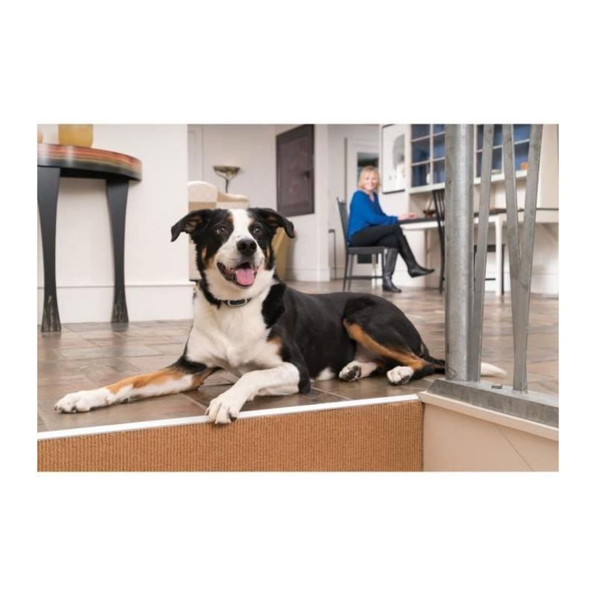 PETSAFE Collier supplémentaire pour Systemes d'aide a l'éducation 300-600-900 m