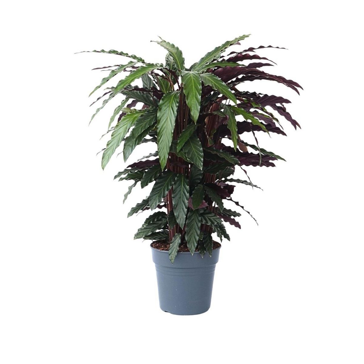 PLANT IN A BOX Calathée - Calathea 'Wavestar' - Hauteur 90cm - ⌀27cm