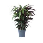 PLANT IN A BOX Calathée - Calathea 'Wavestar' - Hauteur 90cm - ⌀27cm