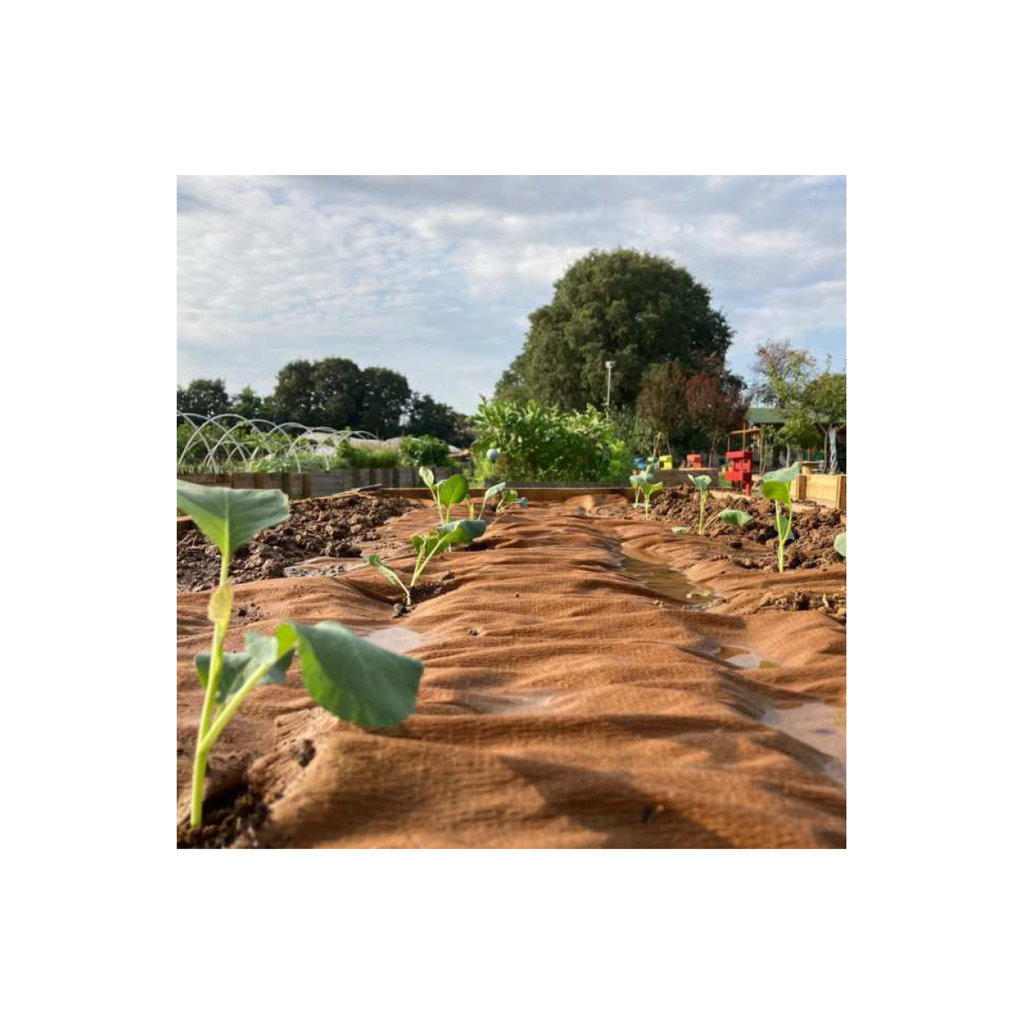 Voir la diapositive 3 : KZ GARDEN Toile de paillage agricole 0.4 x 100m autodégradable 2en1 engrais et anti mauvaises herbes 100% cellulose
