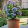 Voir la diapositive 4 : PLANT IN A BOX Hortensia - Set de 6 - Hydrangea macrophylla teller 'Nizza' - H25-40cm - ⌀9cm