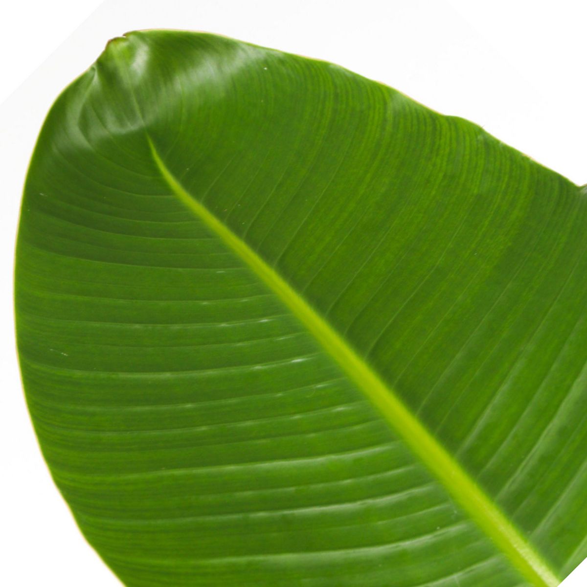 PLANT IN A BOX Oiseau de paradis - Strelitzia nicolai - Hauteur 150-170cm - ⌀28cm