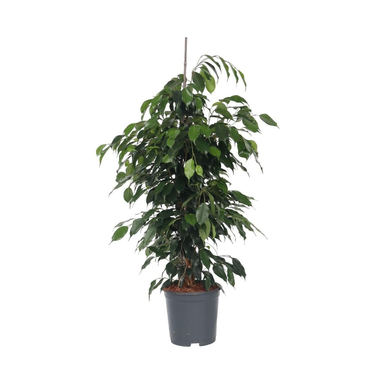 PLANT IN A BOX Ficus pleureur - Ficus benjamina 'Danielle' - Hauteur 100-110cm - ⌀21cm