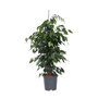 Voir la diapositive 1 : PLANT IN A BOX Ficus pleureur - Ficus benjamina 'Danielle' - Hauteur 100-110cm - ⌀21cm