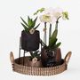 Voir la diapositive 6 : PLANT IN A BOX Coffret cadeau orchidée 'Copper XL' - Phalaenopsis - Hauteur 35cm