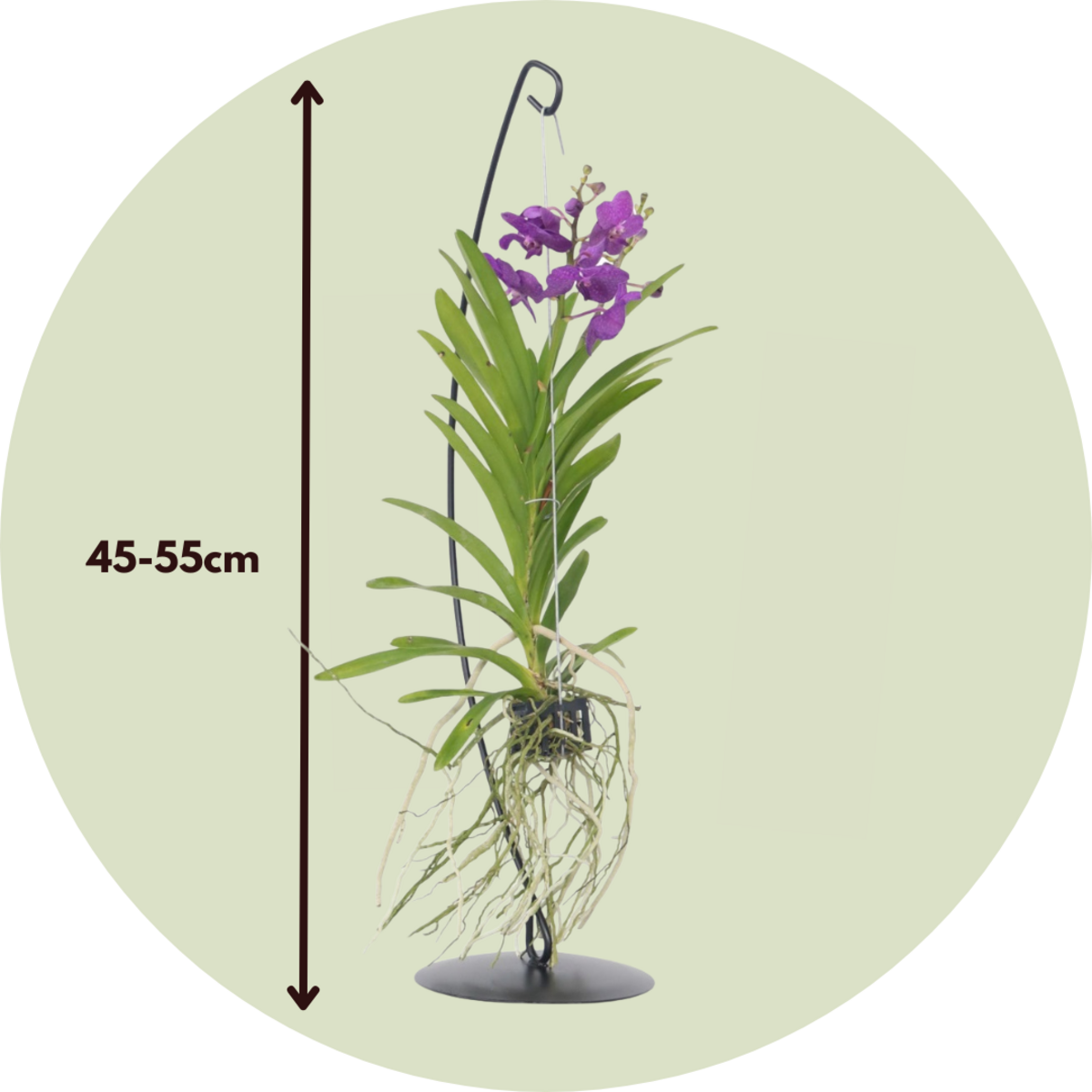 PLANT IN A BOX Orchidée - Vanda 'Blue' - Hauteur 45-55cm
