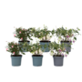 Voir la diapositive 1 : PLANT IN A BOX Fuchsia pleureur - Set de 6 - Fuchsia magellanica - Hauteur 10-20cm - ⌀9cm