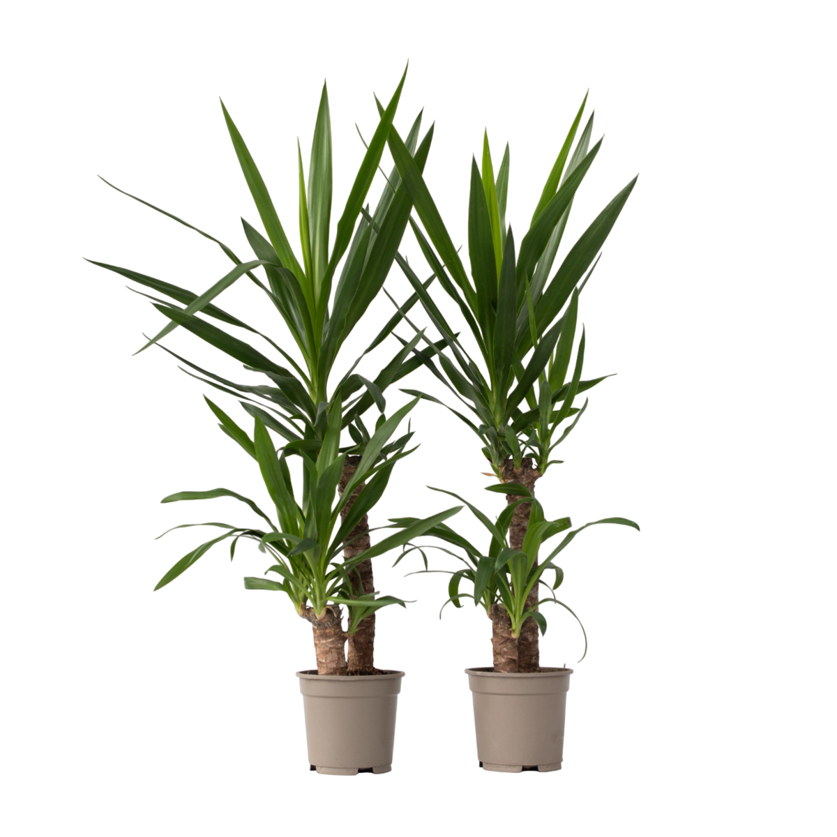 PLANT IN A BOX Pied d'éléphant - Set de 2 - Yucca elephantipes - Hauteur 70-80cm - ⌀21cm