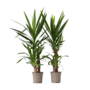 Voir la diapositive 1 : PLANT IN A BOX Pied d'éléphant - Set de 2 - Yucca elephantipes - Hauteur 70-80cm - ⌀21cm
