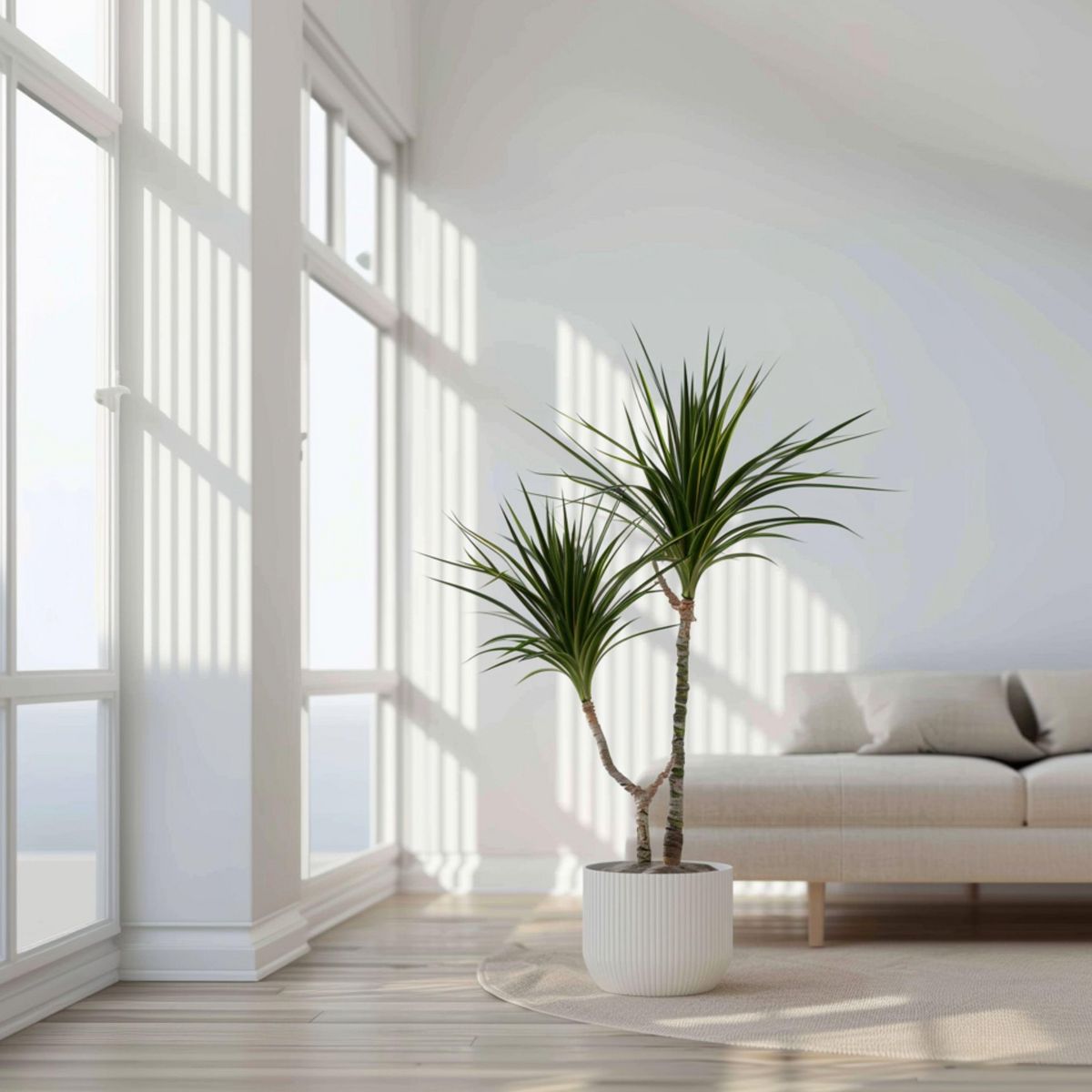 PLANT IN A BOX Dragonnier - Dracaena marginata - Hauteur 110-130cm - ⌀24cm