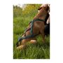 Voir la diapositive 3 : Harnais de traction pour chien - OLYMPIA - XXS - Type X-back - Bleu