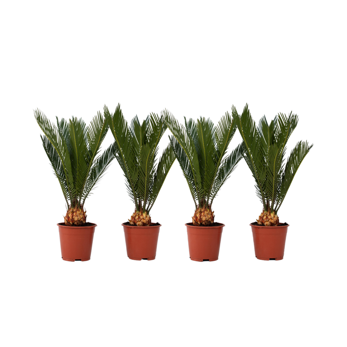 PLANT IN A BOX Sagou du Japon - Set de 4 - Cycas revoluta - Hauteur 45-60cm - ⌀15cm