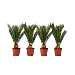PLANT IN A BOX Sagou du Japon - Set de 4 - Cycas revoluta - Hauteur 45-60cm - ⌀15cm