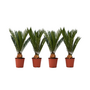 Voir la diapositive 1 : PLANT IN A BOX Sagou du Japon - Set de 4 - Cycas revoluta - Hauteur 45-60cm - ⌀15cm
