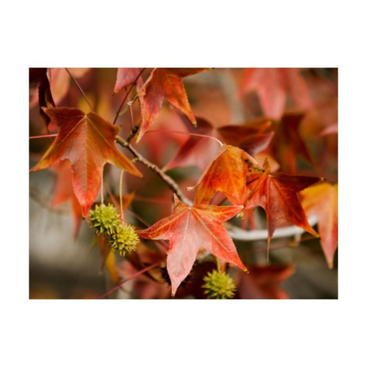 Paris Prix Papier Peint  Chestnut