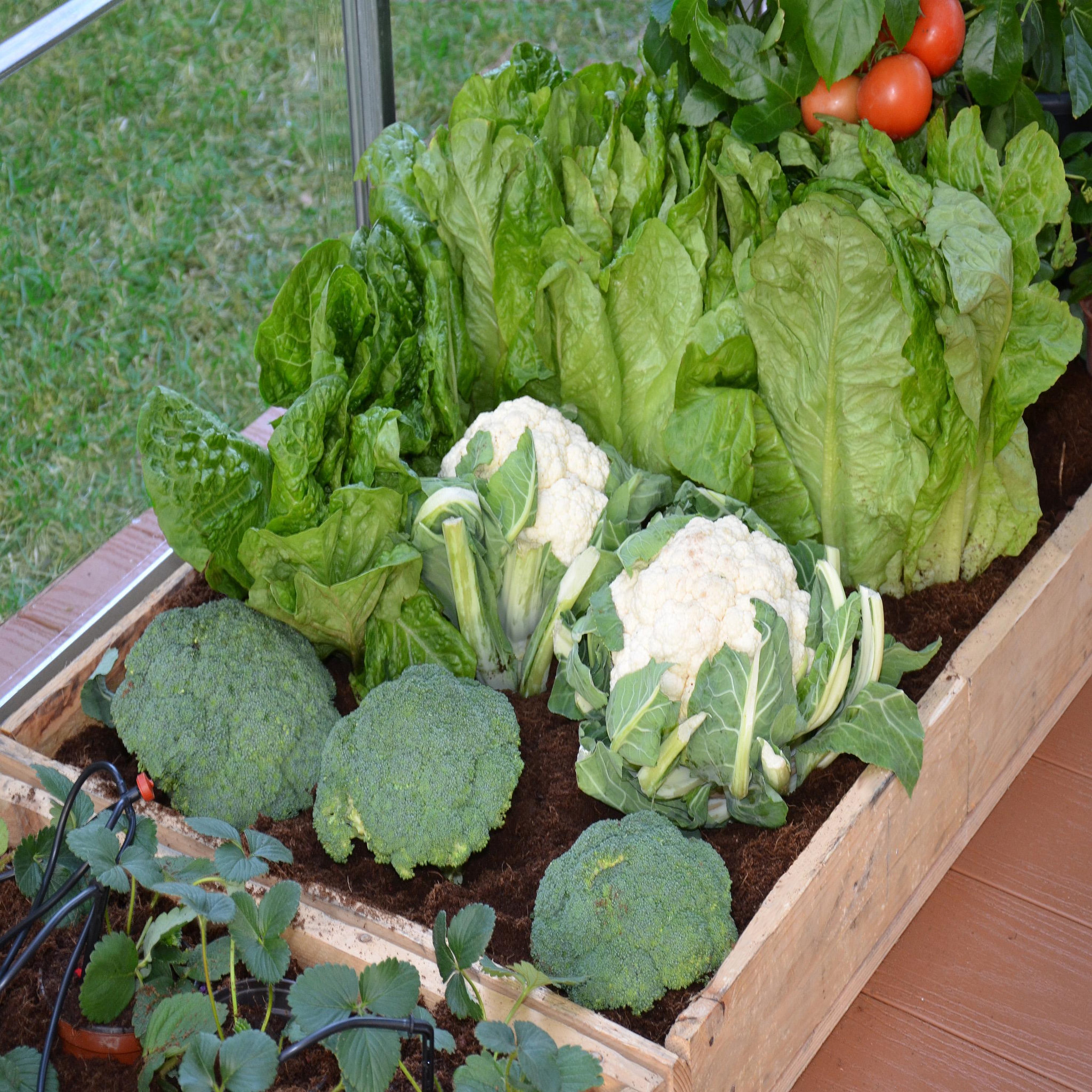 Voir la diapositive 2 : CANOPIA Kit d'irrigation goutte à goutte Canopia