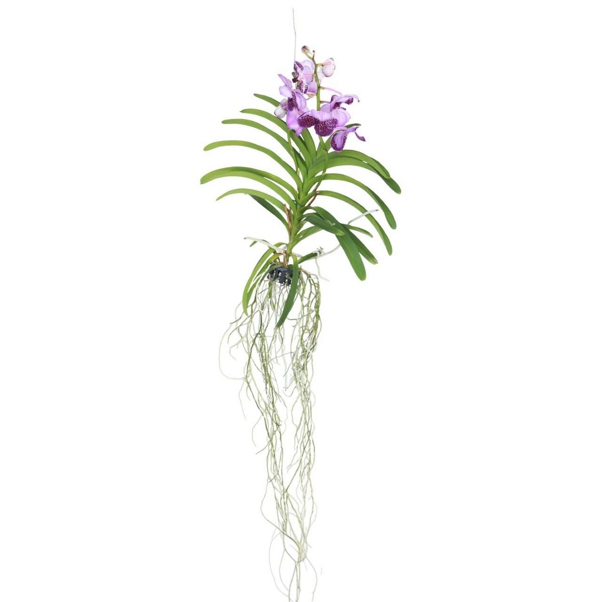 PLANT IN A BOX Orchidée - Vanda 'Lila' - Hauteur 55-65cm