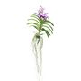 Voir la diapositive 1 : PLANT IN A BOX Orchidée - Vanda 'Lila' - Hauteur 55-65cm