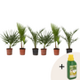 Voir la diapositive 1 : PLANT IN A BOX Mélange de palmiers d'extérieur - Set de 6 - Hauteur 50-70cm - ⌀15cm