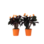 PLANT IN A BOX Calathée - Set de 2 - Calathea crocata 'Tassmania' - Hauteur 40-50cm - ⌀14cm