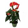Voir la diapositive 1 : PLANT IN A BOX Langue de feu - Anthurium 'Madural Red' - Hauteur 40-45cm - ø14cm
