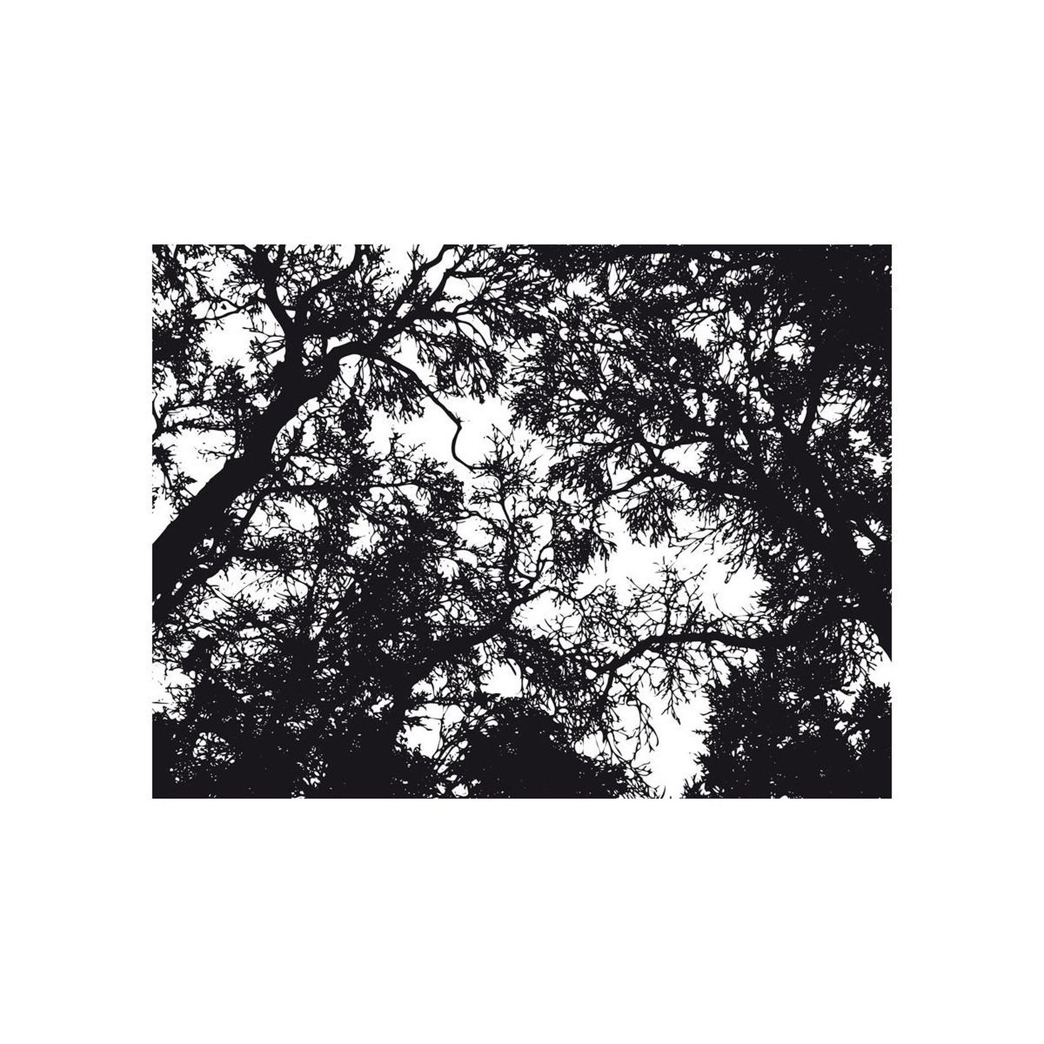 Voir la diapositive 2 : Paris Prix Papier peint  bleak forest