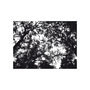 Voir la diapositive 2 : Paris Prix Papier Peint  Bleak Forest
