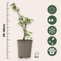 Voir la diapositive 2 : PLANT IN A BOX Groseillier - Lot de 3 - Ribes uva- crispa - Hauteur 25-40cm - ⌀9cm