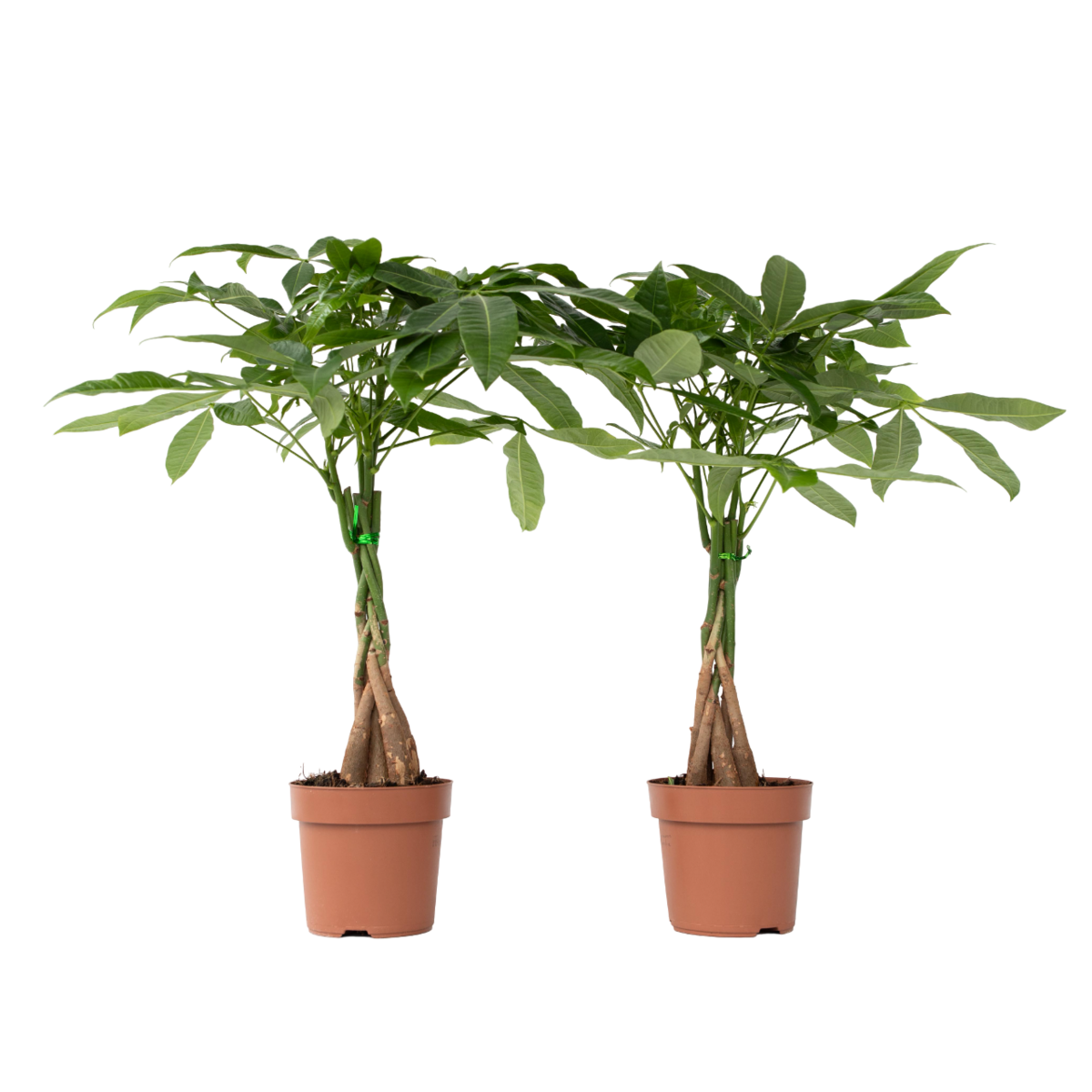 PLANT IN A BOX Arbre à argent - Set de 2 - Pachira aquatica - Hauteur 60-70cm - ⌀17cm