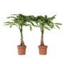 Voir la diapositive 1 : PLANT IN A BOX Arbre à argent - Set de 2 - Pachira aquatica - Hauteur 60-70cm - ⌀17cm