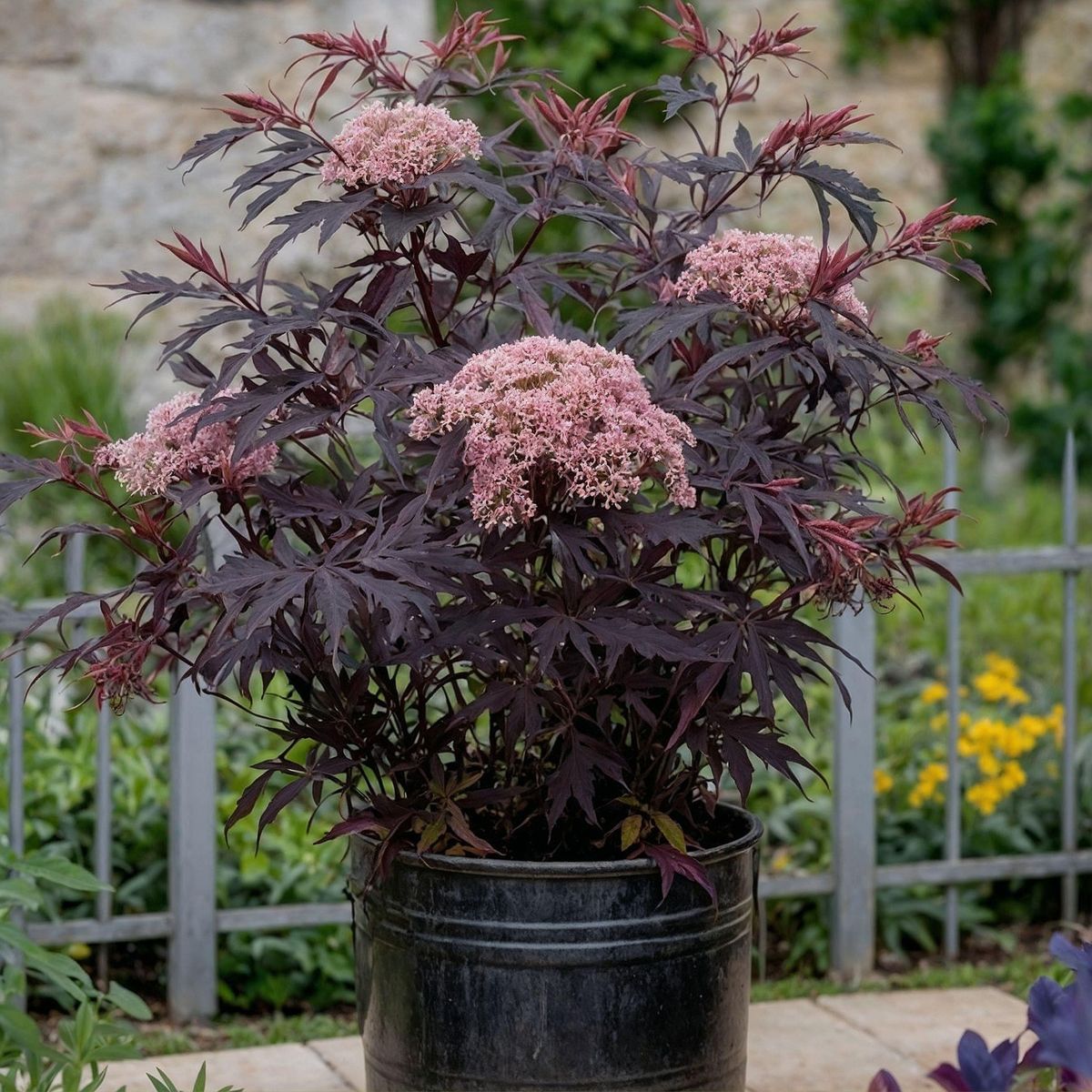 PLANT IN A BOX Sureau noir - Set de 4 - Sambucus nigra 'Black Lace' - Hauteur 25-40cm - ⌀17cm