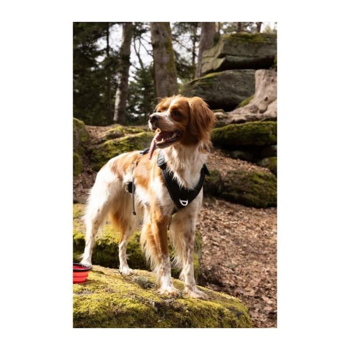 Harnais pour chien - SYMBIOZ - M - Noir / Bleu