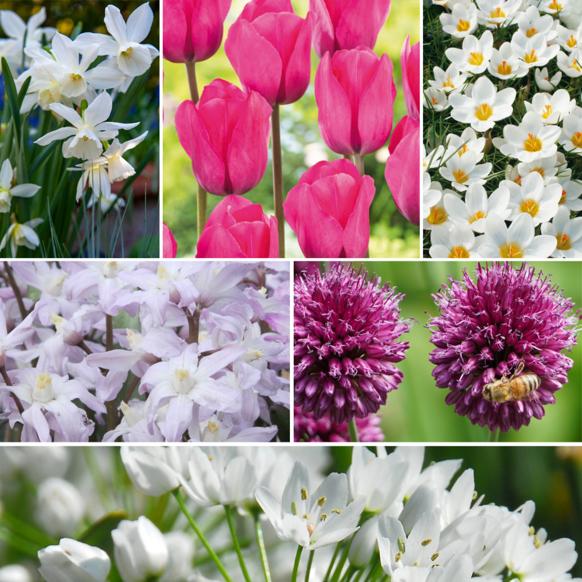 PLANT IN A BOX Mélange de bulbes pour le jardin - Set de 250 - Allium Narcissus Muscari, Tulipa