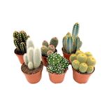 PLANT IN A BOX Mélange de cactus - Lot de 6 - Cactus - Hauteur 15-20cm - ⌀10,5cm