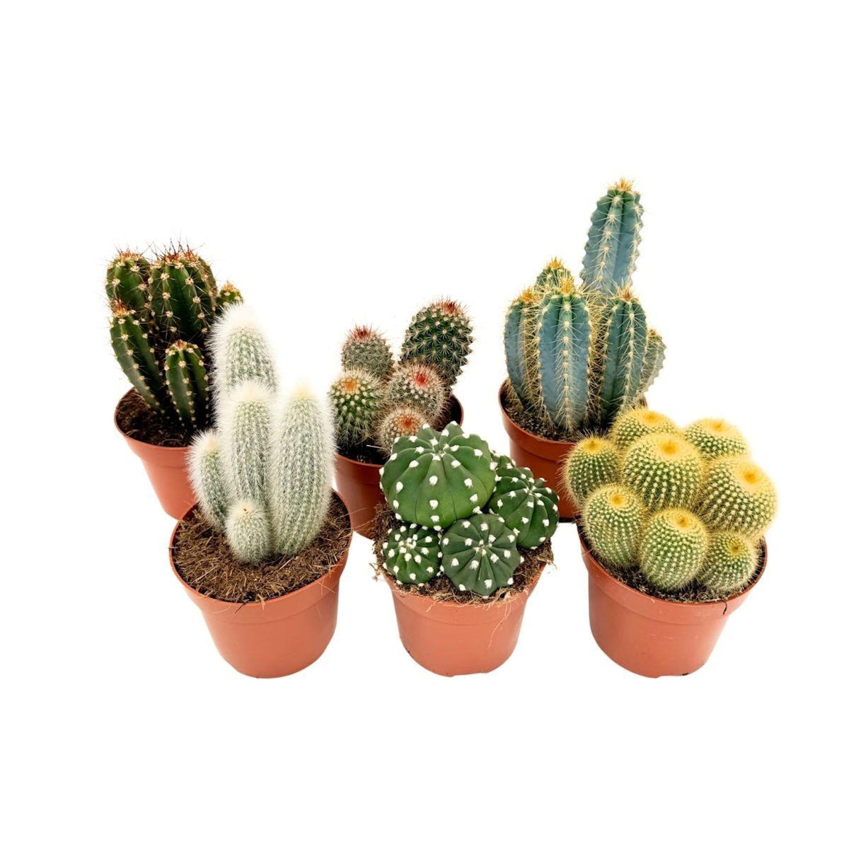 PLANT IN A BOX Mélange de cactus - Lot de 6 - Cactus - Hauteur 15-20cm - ⌀10,5cm