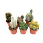Voir la diapositive 1 : PLANT IN A BOX Mélange de cactus - Lot de 6 - Cactus - Hauteur 15-20cm - ⌀10,5cm