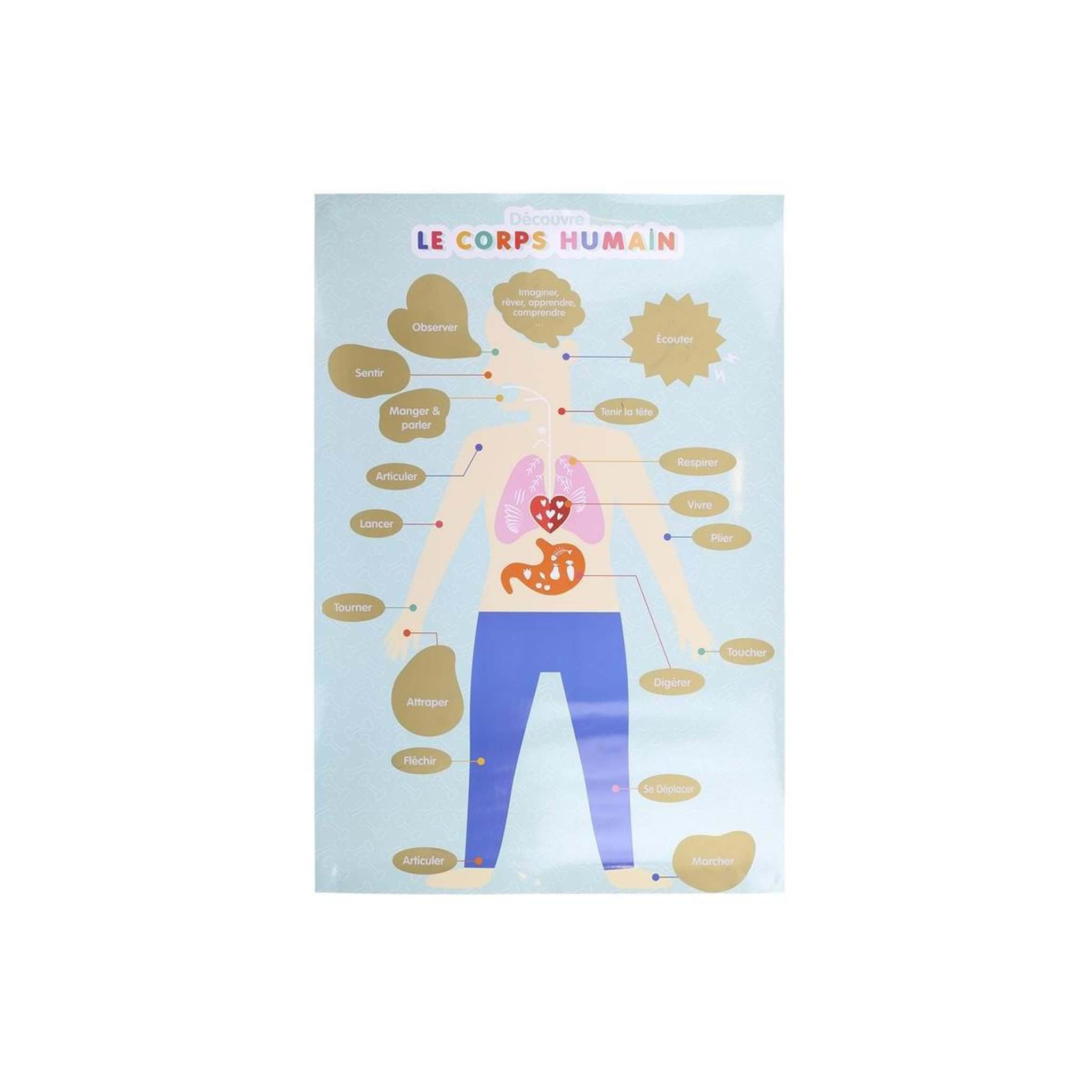 Jeux 2 momes Poster à gratter pour enfant  corps humain  60cm bleu