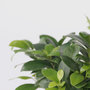 Voir la diapositive 3 : PLANT IN A BOX Bonsaï - Ficus microcarpa - Hauteur 30-40cm - ⌀12cm