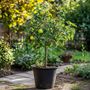 Voir la diapositive 5 : PLANT IN A BOX Pommier - Malus - Hauteur 60-70cm - ⌀17cm