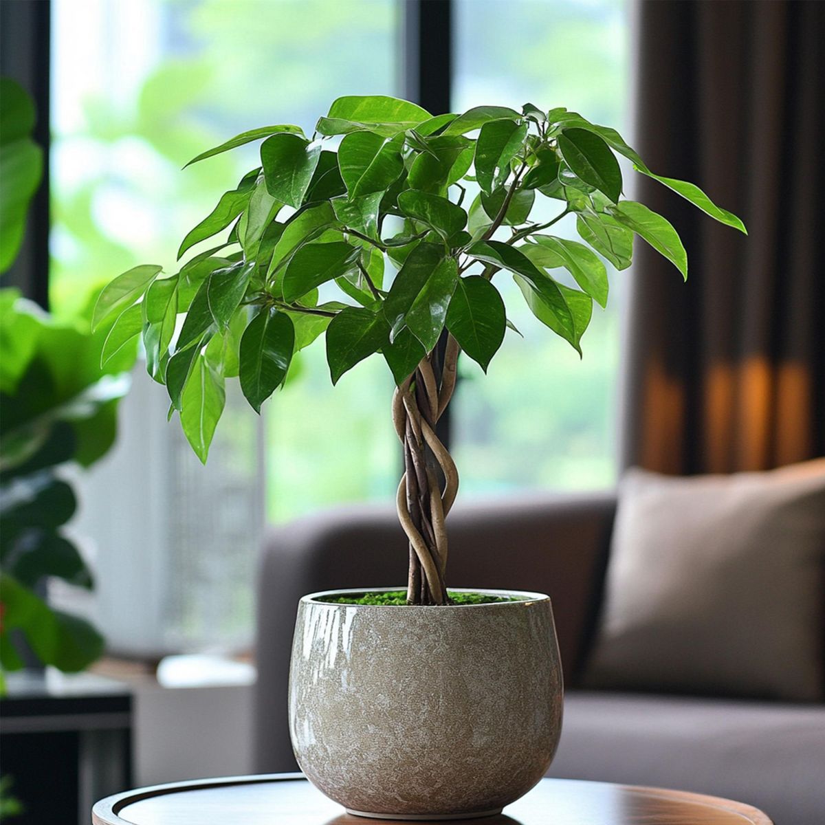 PLANT IN A BOX Arbre à argent - Set de 2 - Pachira aquatica - Hauteur 60-70cm - ⌀17cm