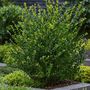 Voir la diapositive 4 : PLANT IN A BOX Houx crenelé - Set de 48 - Ilex crenata 'Jenny' - Hauteur 10-20cm - ⌀9cm