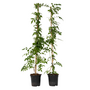 Voir la diapositive 1 : PLANT IN A BOX Bignone à trompettes - Set de 2 - Campis radicans 'Flava' - H110-120cm - ⌀17cm