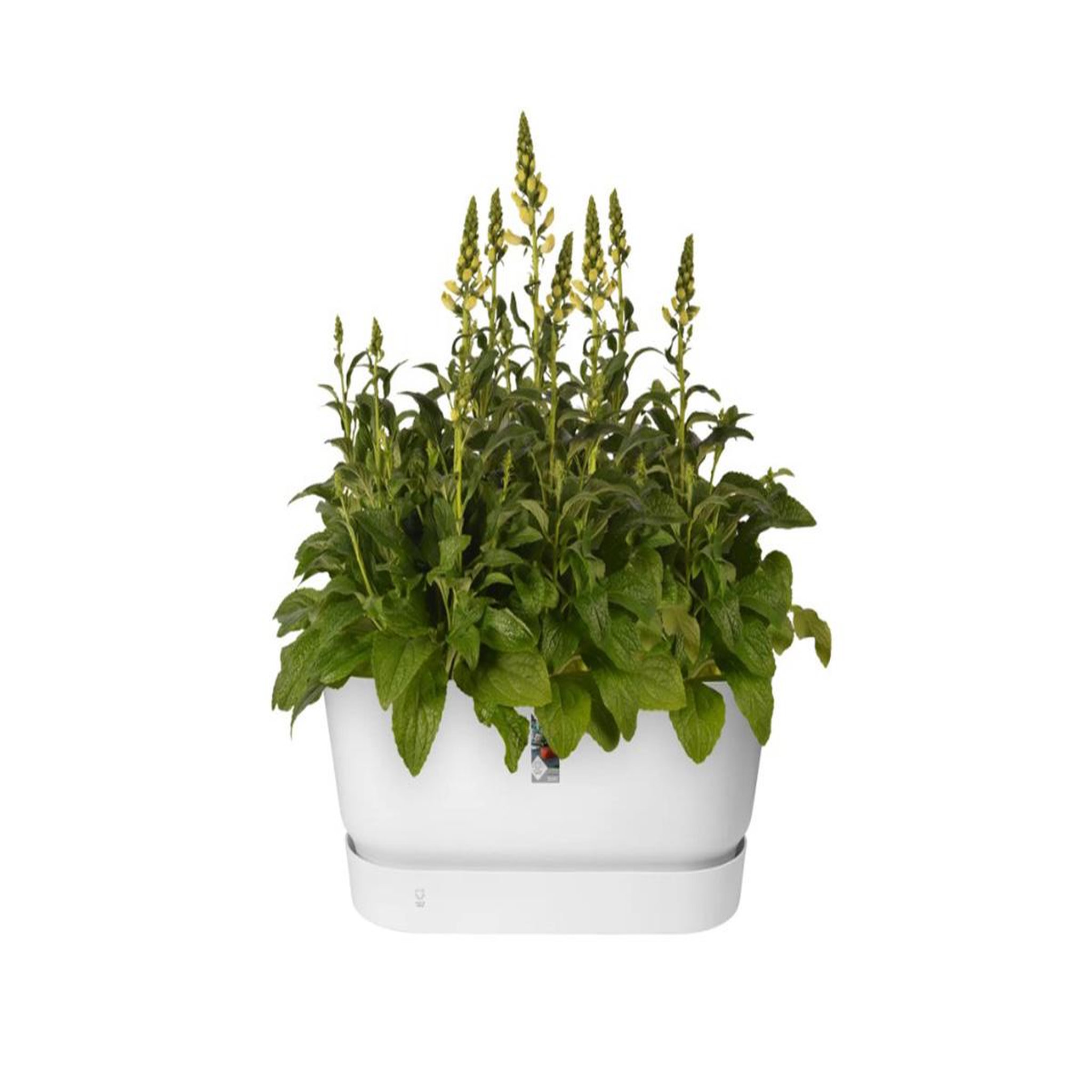 Voir la diapositive 2 : ELHO Jardinière Greenville Terrasse 60 x 26 x 24,4 cm avec roulettes - Blanc - Elho