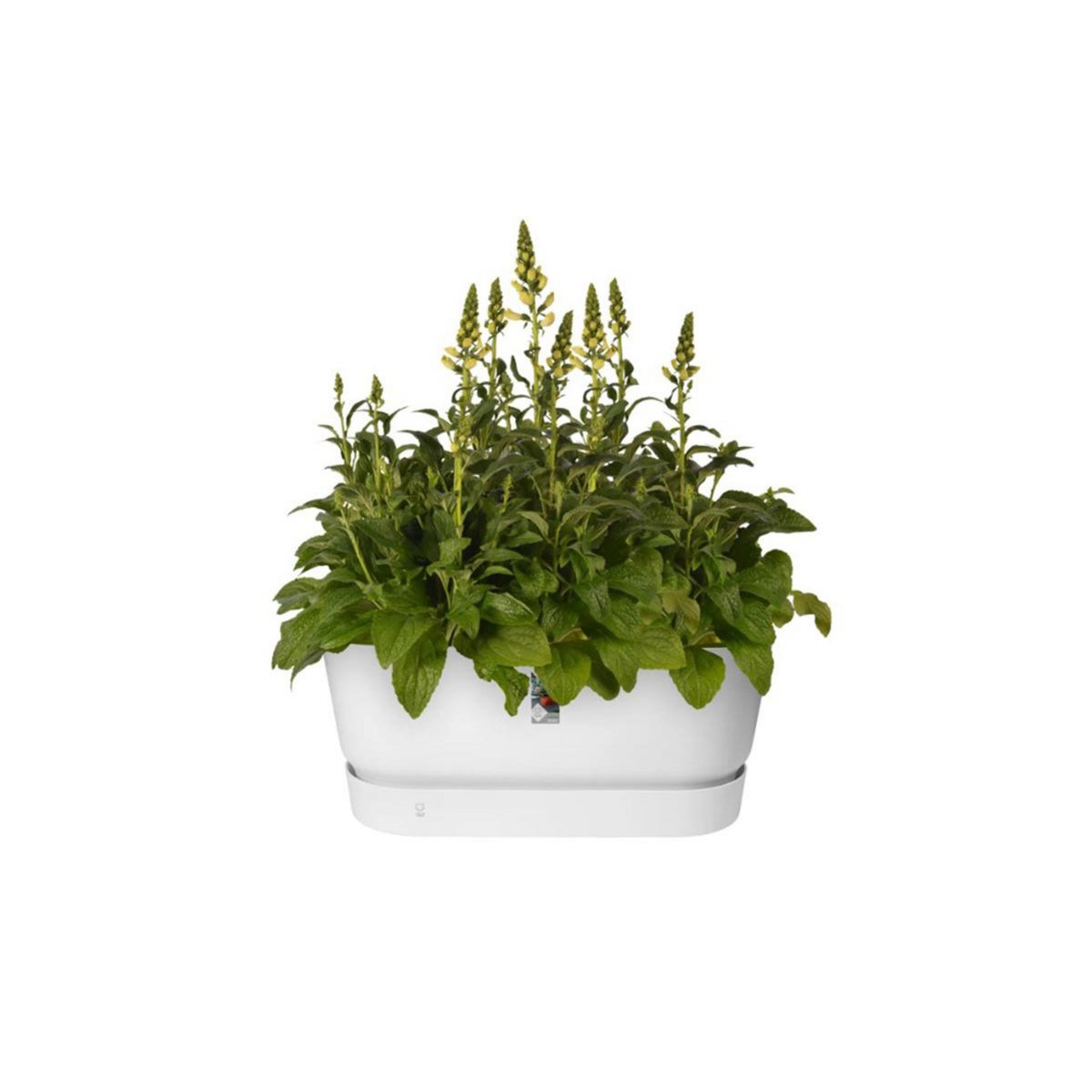 ELHO Jardinière Greenville Terrasse 60 x 26 x 24,4 cm avec roulettes - Blanc - Elho