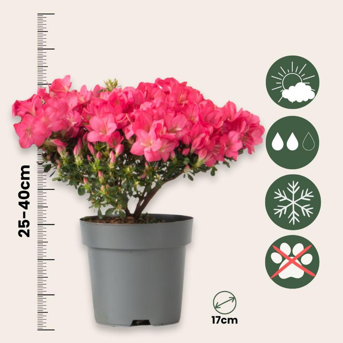 PLANT IN A BOX Azalée - Set de 4 - Rhododendron azalea 'Anouk' - Hauteur 25-40cm - ⌀17cm