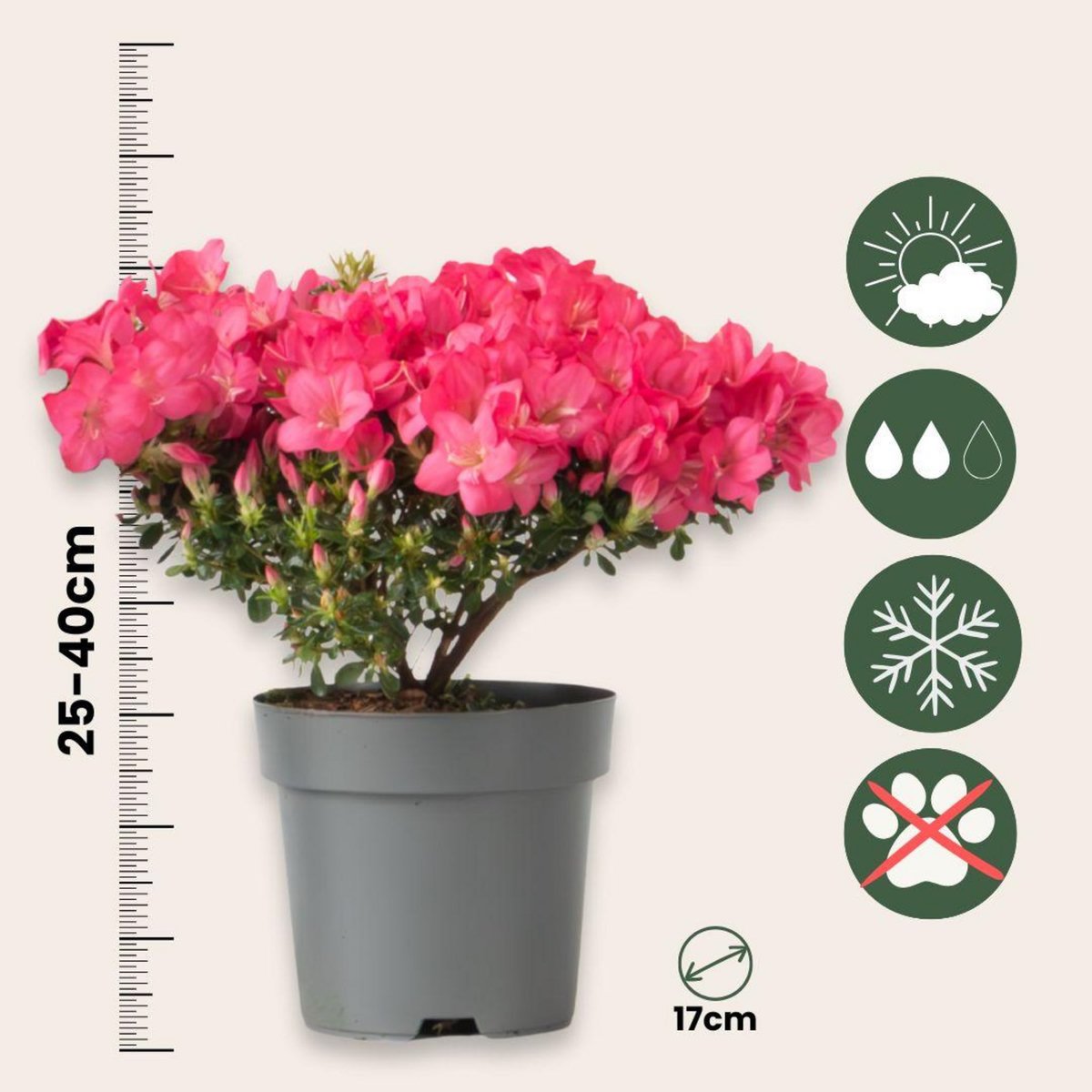 PLANT IN A BOX Azalée - Set de 4 - Rhododendron azalea 'Anouk' - Hauteur 25-40cm - ⌀17cm