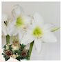 Voir la diapositive 6 : PLANT IN A BOX Amaryllis - Hippeastrum 'Couronne de Noël' - Or
