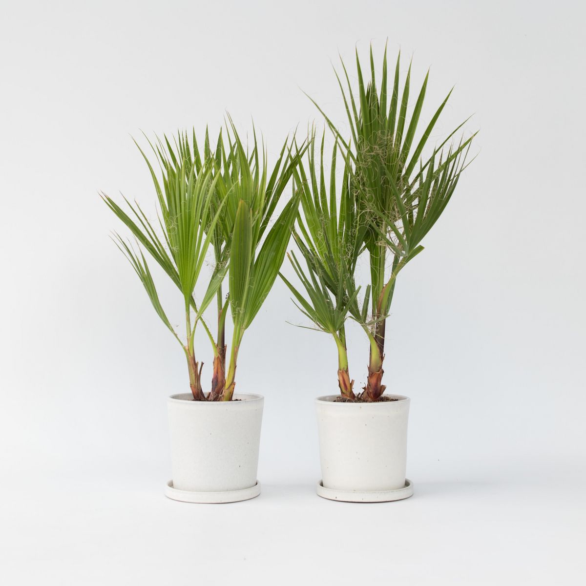PLANT IN A BOX Palmier de Washington - Set de 2 - Washingtonia robusta - H50-60cm - ⌀15cm