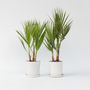 Voir la diapositive 6 : PLANT IN A BOX Palmier de Washington - Set de 2 - Washingtonia robusta - H50-60cm - ⌀15cm