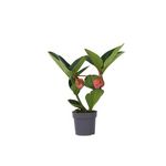 PLANT IN A BOX Medinille magnifique - Medinilla magnifica - Hauteur 40-50cm - ⌀14cm